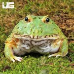 ug_Adult Matcha Pacman Frog_3.jpg