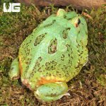 ug_Adult Matcha Pacman Frog_2.jpg