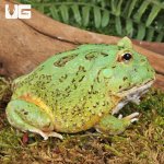 ug_Adult Matcha Pacman Frog_1.jpg