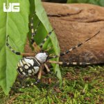 ug_Yellow Orb Weaver Spider_4.jpg