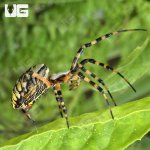 ug_Yellow Orb Weaver Spider_3.jpg