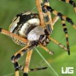 ug_Yellow Orb Weaver Spider_2.jpg