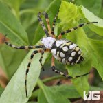 ug_Yellow Orb Weaver Spider_1.jpg