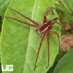 ug_Slender Nursery Web Spider_4.jpg