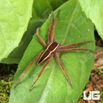 ug_Slender Nursery Web Spider_3.jpg