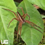 ug_Slender Nursery Web Spider_2.jpg