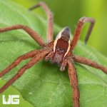 ug_Slender Nursery Web Spider_1.jpg