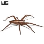 ug_striped_nursery_web_spider_4.jpg