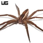 ug_striped_nursery_web_spider_3.jpg