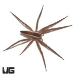 ug_striped_nursery_web_spider_2.jpg