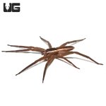 ug_striped_nursery_web_spider_1.jpg