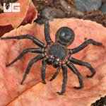 ug_Black_Armored_Trapdoor_Spider_(2–3)_4.jpg