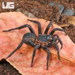 ug_Black_Armored_Trapdoor_Spider_(2–3)_3.jpg