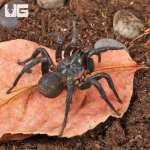 ug_Black_Armored_Trapdoor_Spider_(2–3)_2.jpg