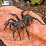 ug_Black_Armored_Trapdoor_Spider_(2–3)_1.jpg