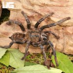 ug_Thailand_Zebra_Leg_Tarantula_(4–5)_4.jpg