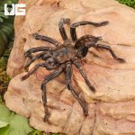 ug_Thailand_Zebra_Leg_Tarantula_(4–5)_3.jpg
