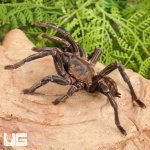 ug_Thailand_Zebra_Leg_Tarantula_(4–5)_2.jpg