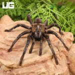 ug_Thailand_Zebra_Leg_Tarantula_(4–5)_1.jpg