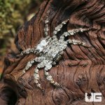 ug_Ghost_Huntsman_Spider_4.jpg