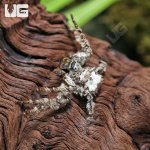ug_Ghost_Huntsman_Spider_3.jpg