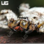ug_Ghost_Huntsman_Spider_2.jpg