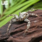 ug_Ghost_Huntsman_Spider_1.jpg