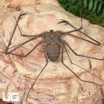 ug_Kanchanaburi Tailless Whip Scorpion_4.jpg