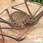 ug_Kanchanaburi Tailless Whip Scorpion_3.jpg