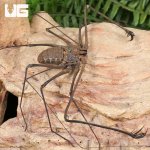 ug_Kanchanaburi Tailless Whip Scorpion_2.jpg