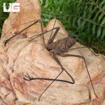 ug_Kanchanaburi Tailless Whip Scorpion_1.jpg