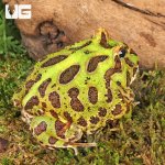 ug_Adult Green Pacman Frog_4.jpg