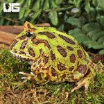ug_Adult Green Pacman Frog_3.jpg