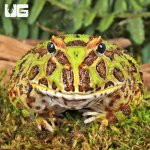 ug_Adult Green Pacman Frog_2.jpg