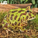 ug_Adult Green Pacman Frog_1.jpg