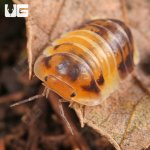 ug_Amber_Panda_Isopods_5.jpg