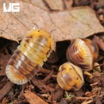 ug_Amber_Panda_Isopods_4.jpg