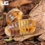 ug_Amber_Panda_Isopods_3.jpg