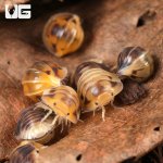 ug_Amber_Panda_Isopods_2.jpg