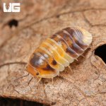 ug_Amber_Panda_Isopods_1.jpg