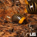 ug_rubber_ducky_pill_millipede_4.jpg