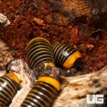 ug_rubber_ducky_pill_millipede_3.jpg
