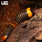 ug_rubber_ducky_pill_millipede_2.jpg