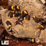 ug_rubber_ducky_pill_millipede_1.jpg