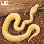 ug_Baby Albino Spider Enchi Poss YB Cinnamon Ball Python_(2 PHOTOS)_3.jpg