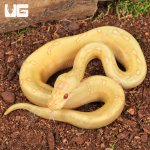 ug_Baby Albino Spider Enchi Poss YB Cinnamon Ball Python_(2 PHOTOS)_2.jpg