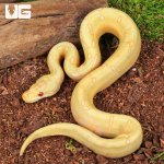 ug_Baby Albino Spider Enchi Poss YB Cinnamon Ball Python_(2 PHOTOS)_1.jpg