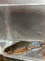 IMG_2717.jpeg
