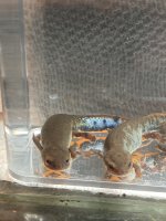IMG_2715.jpeg