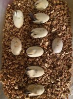 em hatching sep 25.JPG